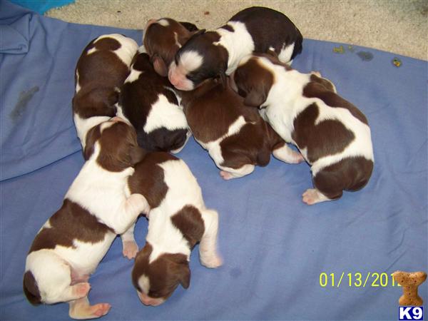 English Springer Spaniels